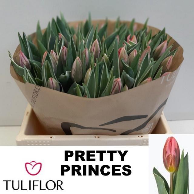 50x Tulipa pretty princess en 30cm