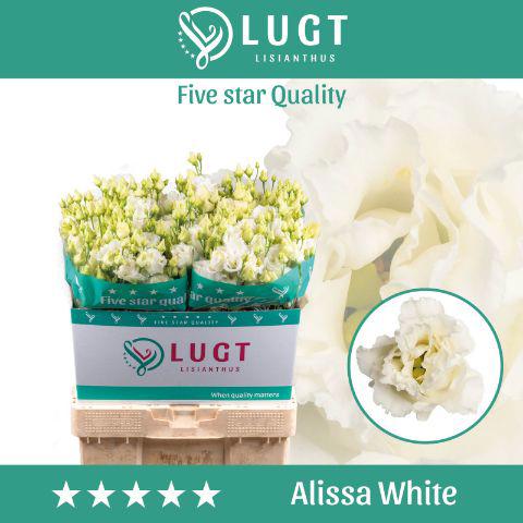 10x Eust.alissa white du 70cm