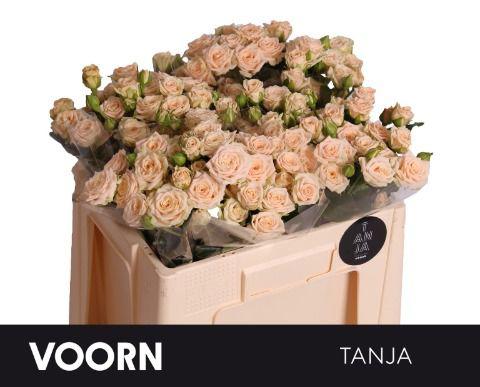 10x Rosa tanja 50cm
