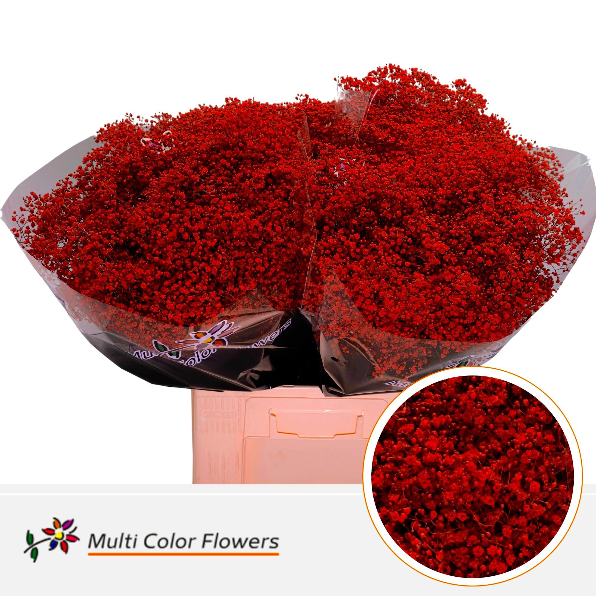 25x Gipskruid m.stars rood 70cm