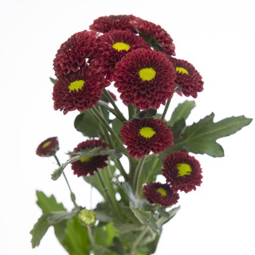 25x Chrysant san.purpetta red 50cm