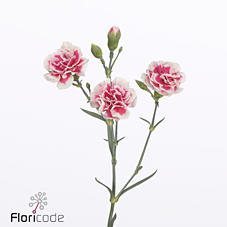 60x Dian.tr.cosmocherry 50cm