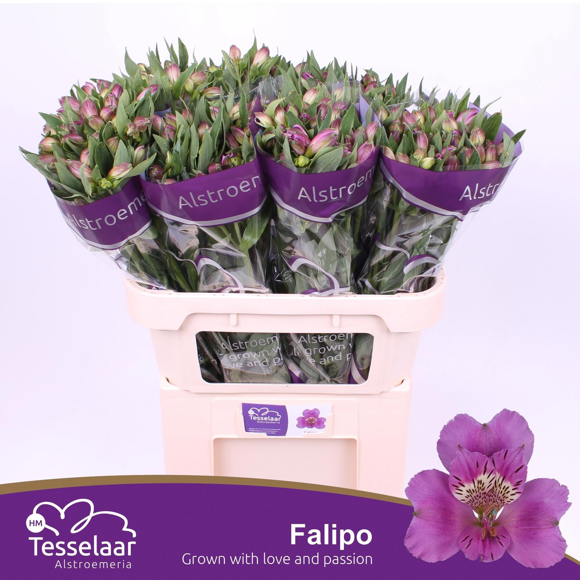 10x Alstroemeria falipo 70cm