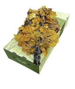 5x Dc quercus geel gestabiliseerd 50cm