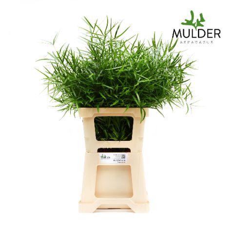 50x Aspar.falcatus 60cm
