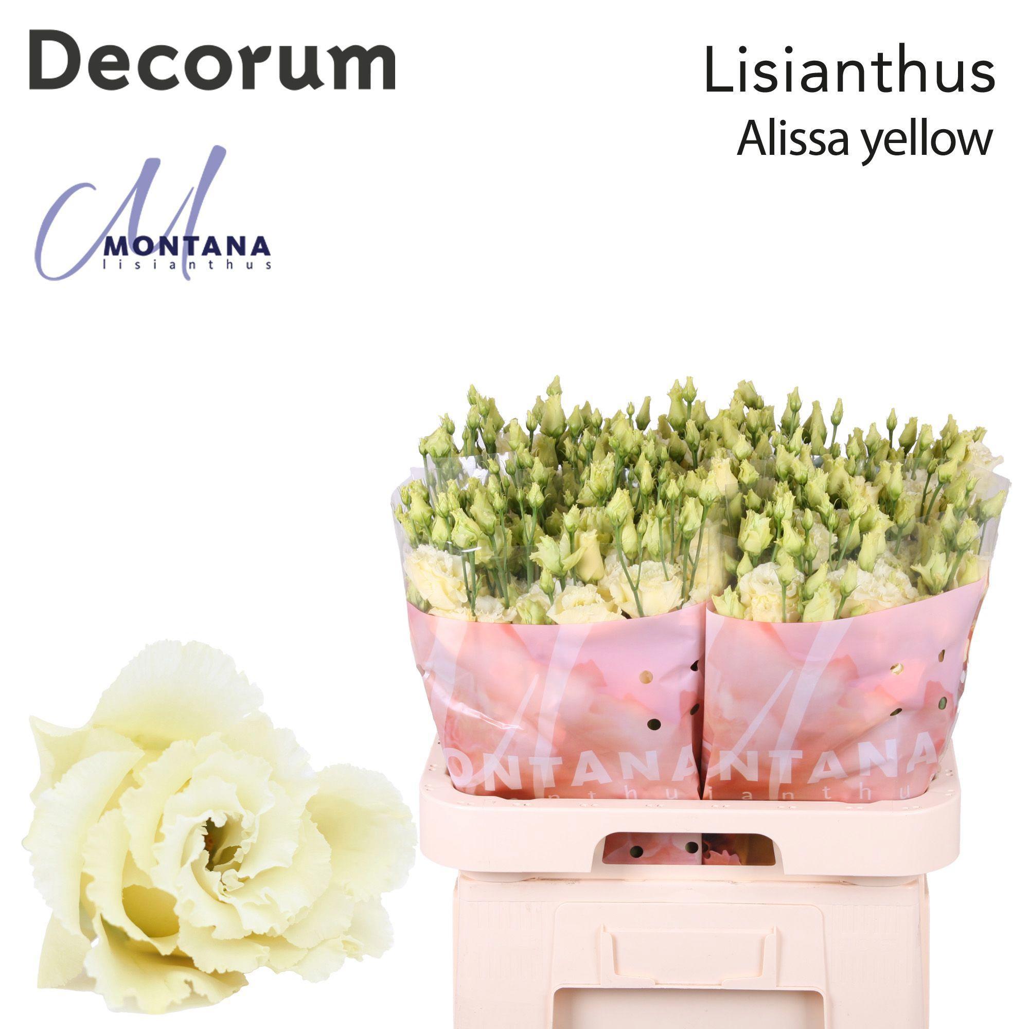 10x Eust.alissa yellow du 70cm