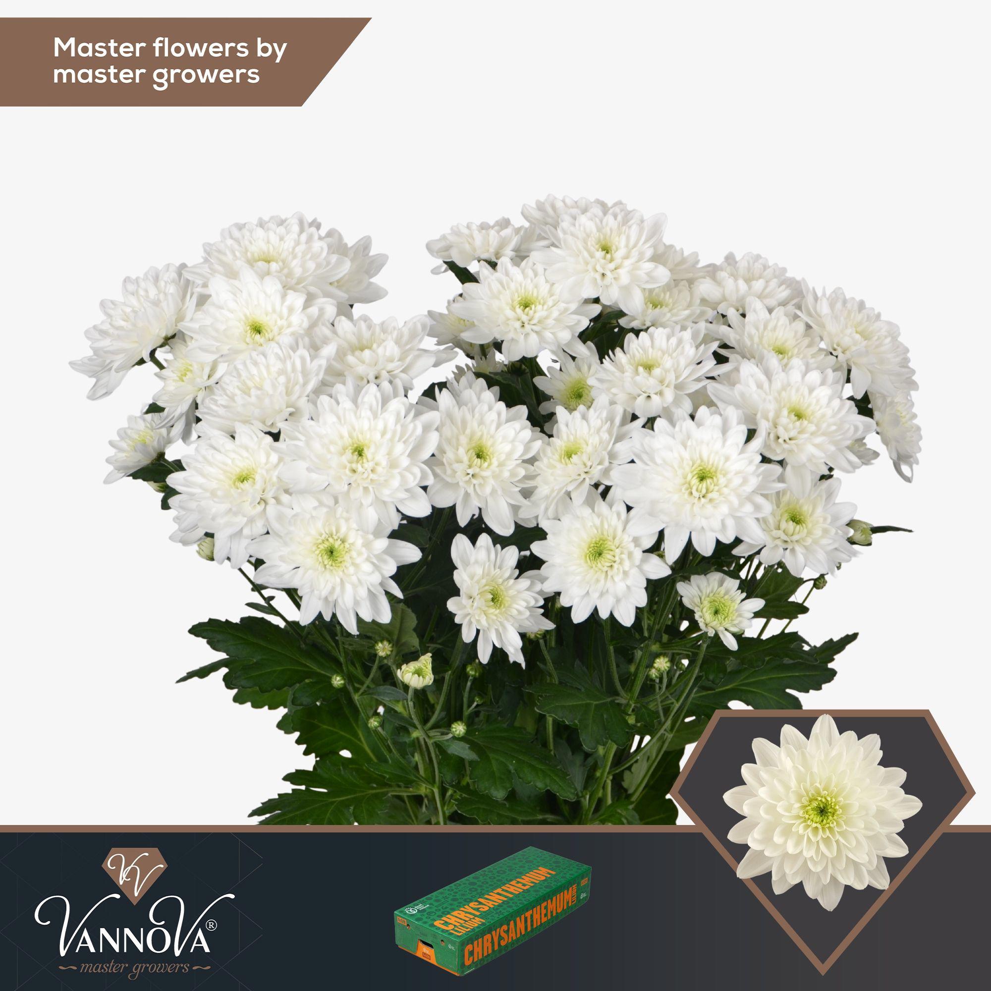 10x Chrysant pina colada 70cm
