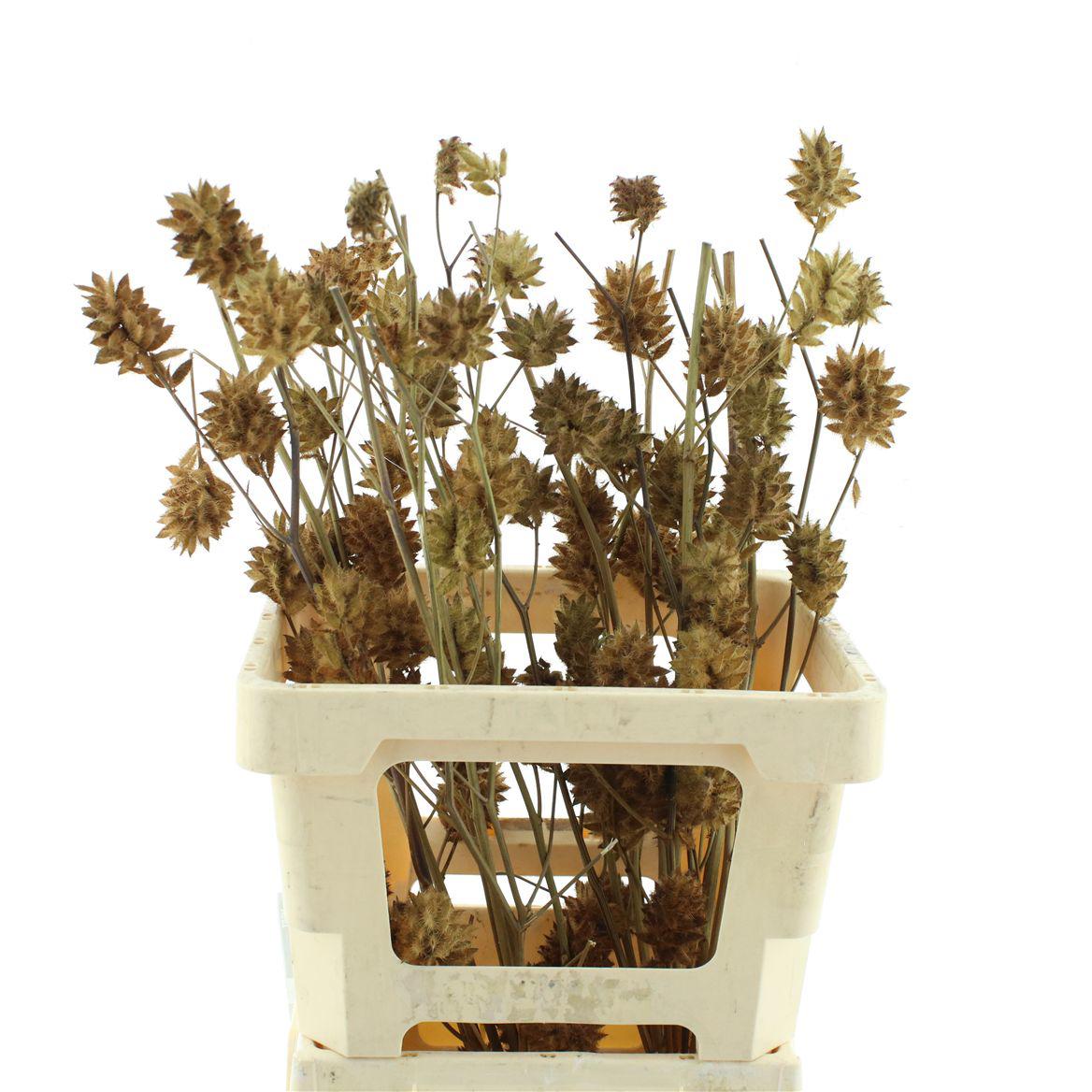20x Glycyrrhiza yunnanensis 70cm