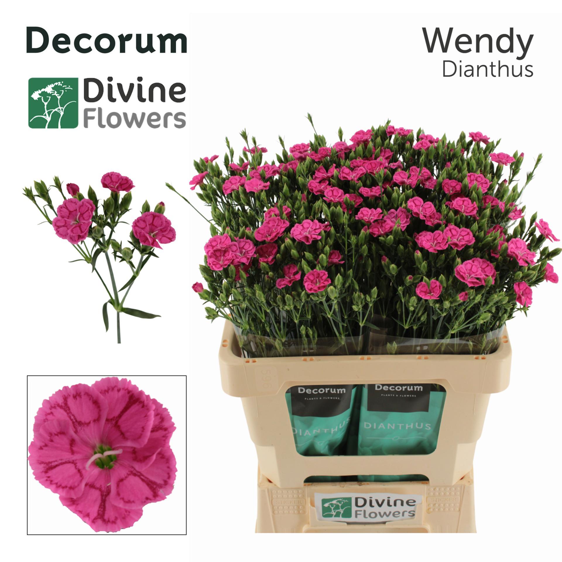 20x Dian.eolo divi wendy 50cm