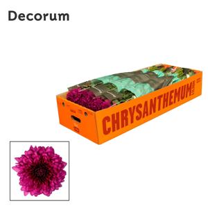 10x Chrysant lamira 70cm