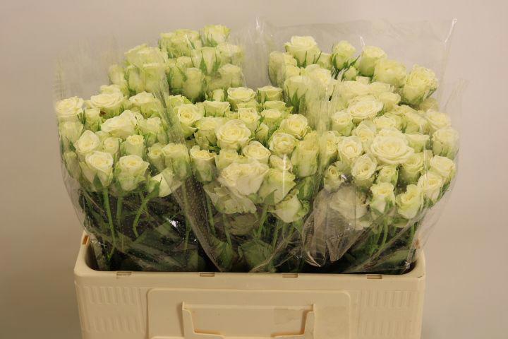 10x Rosa snowflake 50cm