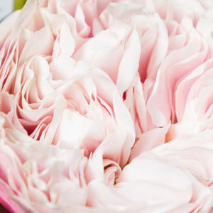 10x Rosa victorian classic@ 50cm