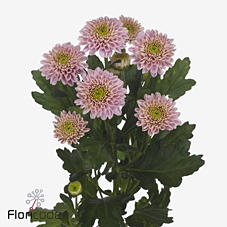 10x Chrysant letsgo pink 70cm