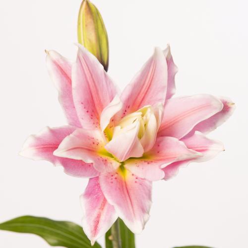 10x Lil.roselily isabella 80cm