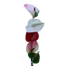 10x Anth.mix var. 10cm