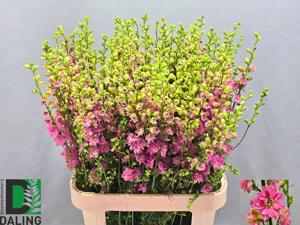 10x Delph.aj.qis pink 80cm