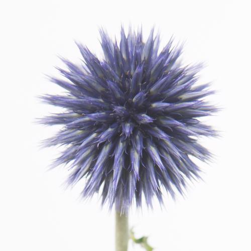 10x Echinops blue globe 60cm