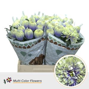 10x Chrysant antonov blue foot 70cm