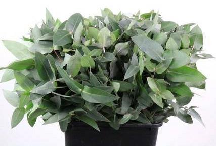 5x Sg eucalyptus robusta potlood 50cm