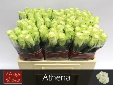 20x Rosa athena 50cm