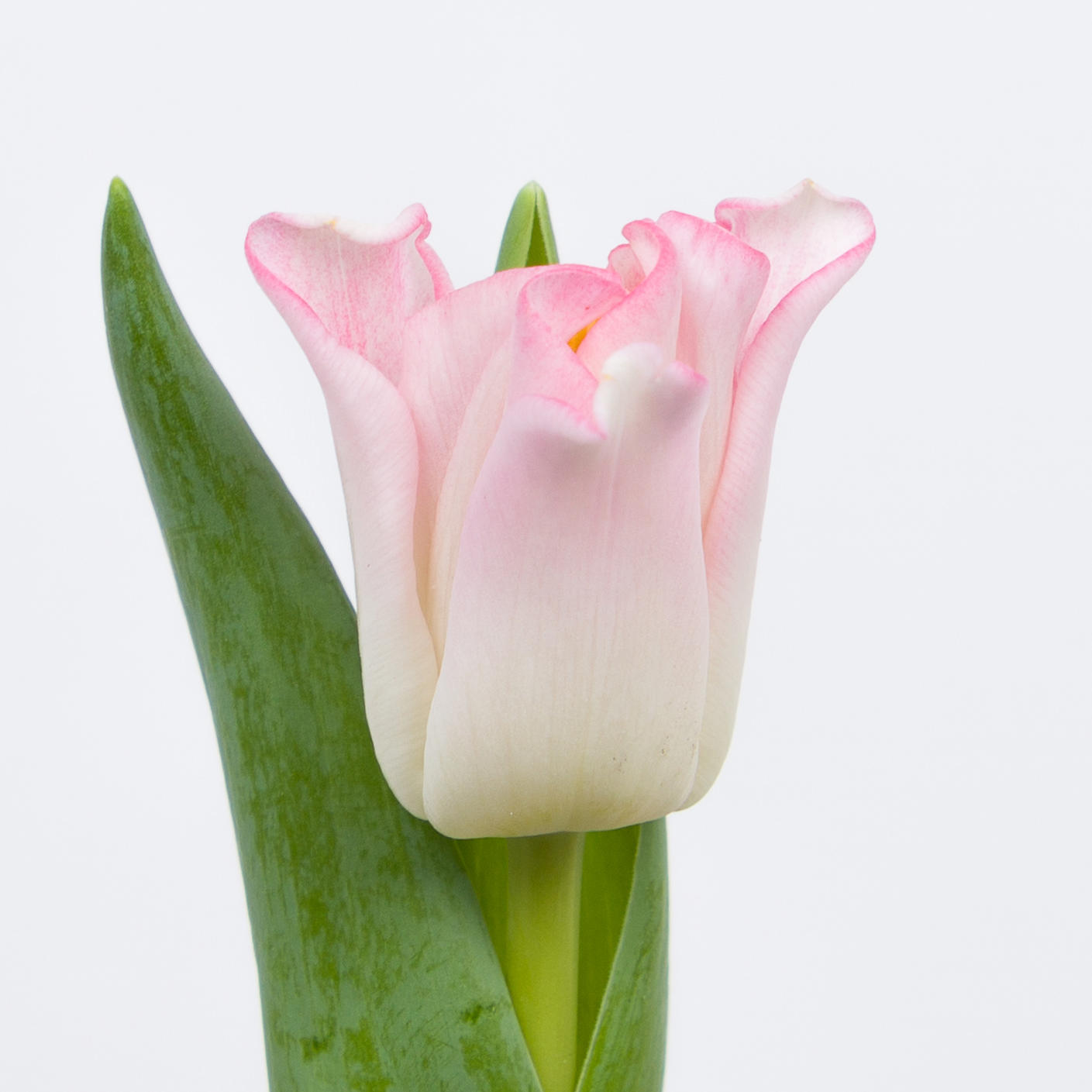 50x Tulipa crown dynasty co 40cm