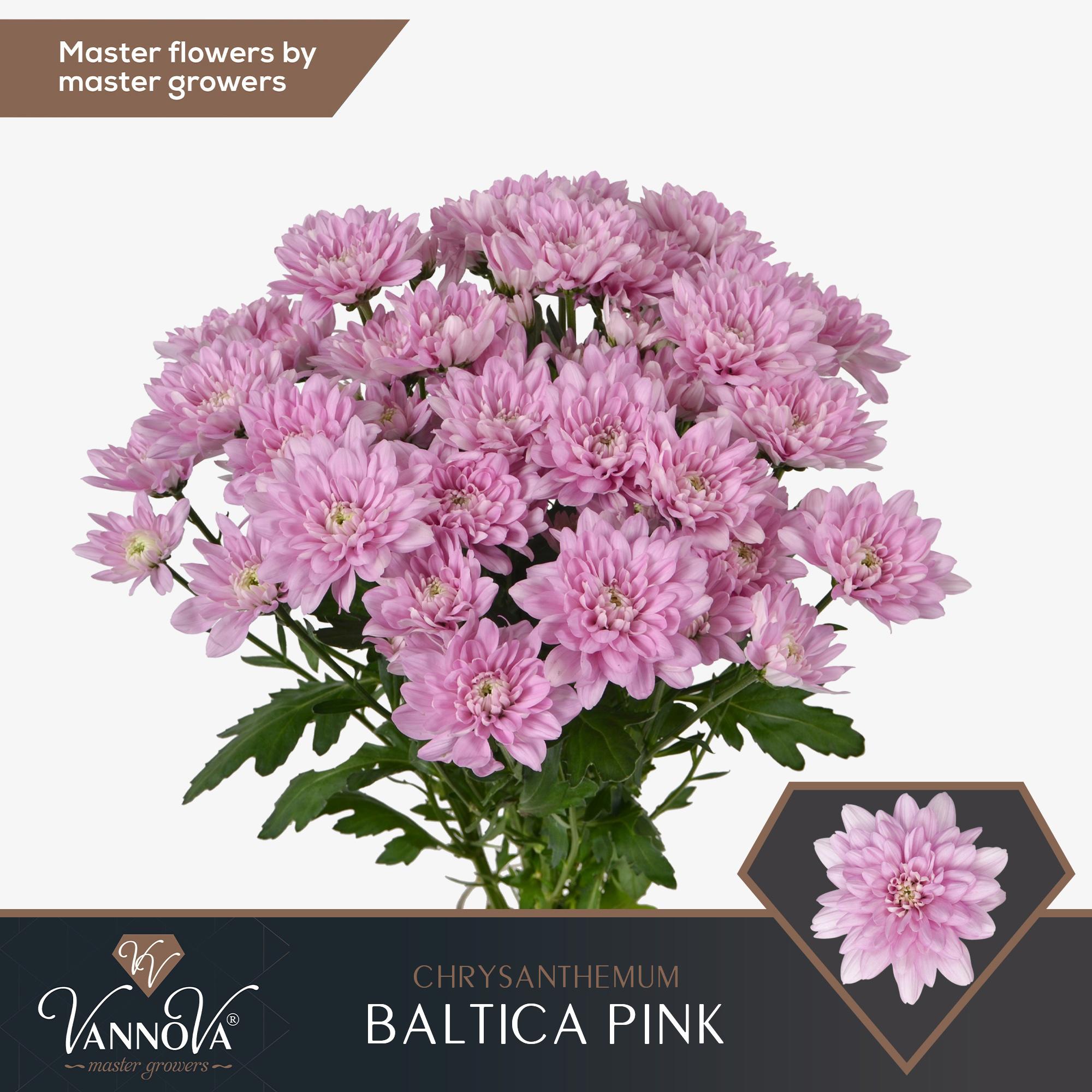 10x Chrysant baltica pink 70cm