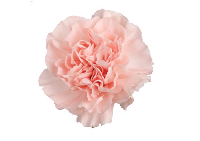 20x Dian.st.peach novia 70cm