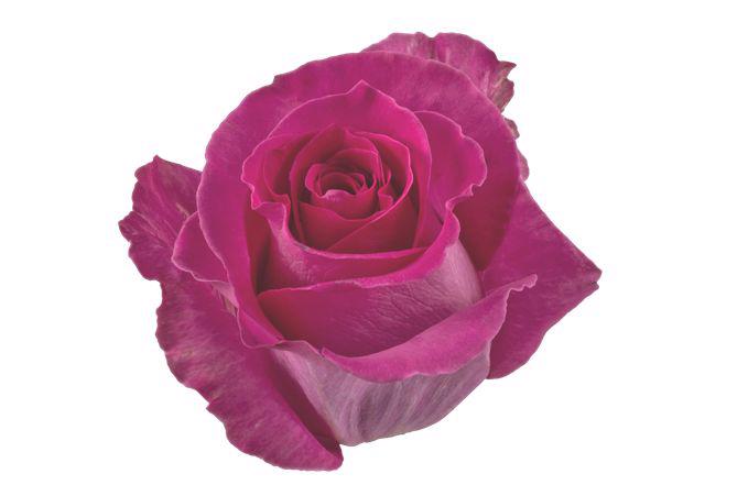 25x Rosa topaz 60cm