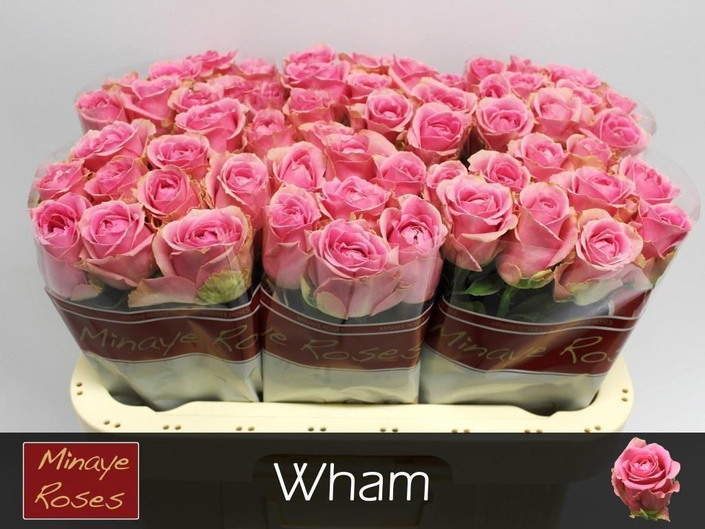 20x Rosa wham 60cm