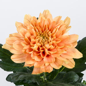 10x Chrysant kalimba orange 70cm