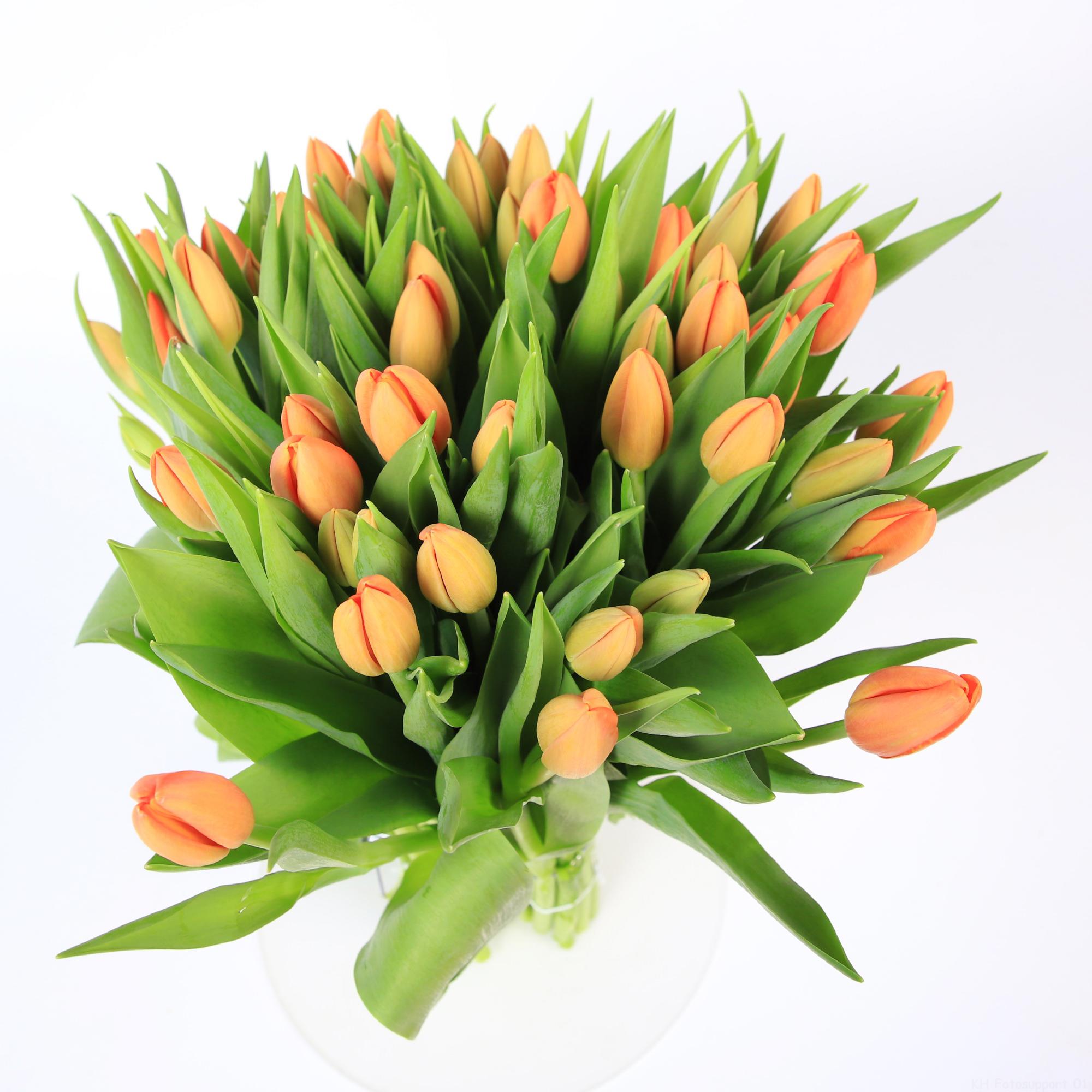 50x Tulipa 1 oranje en 40cm