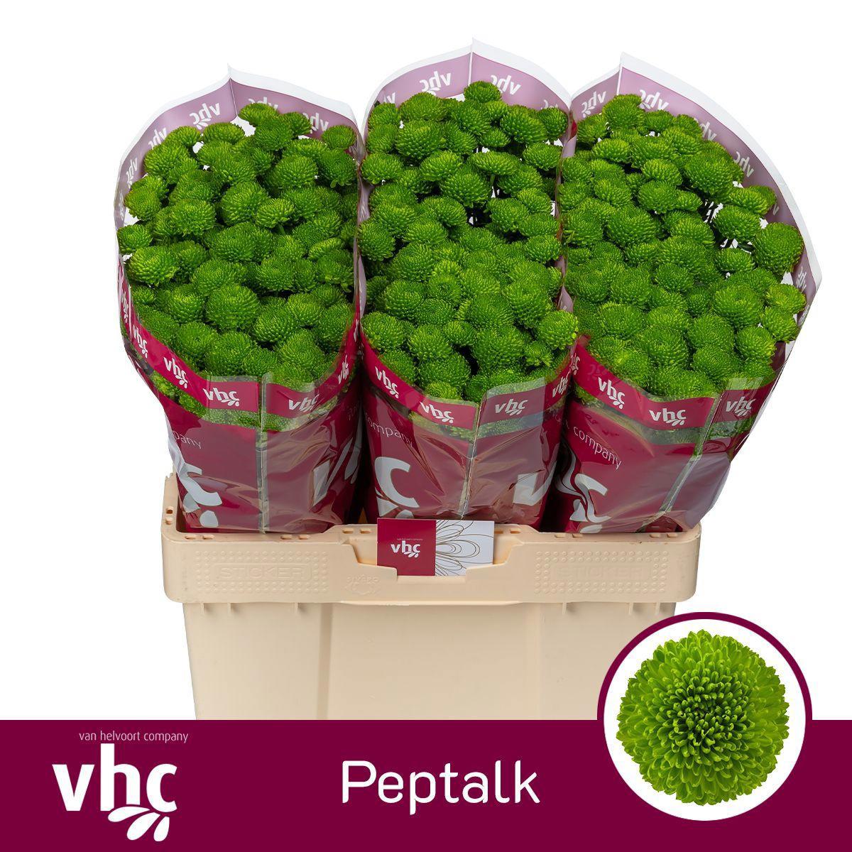25x Chrysant san.peptalk 50cm