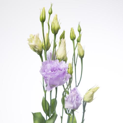 10x Eust.alissa lavender du 70cm