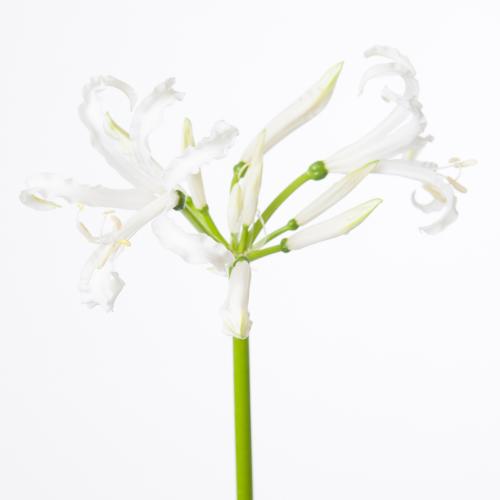 10x Nerine bianca perla 60cm