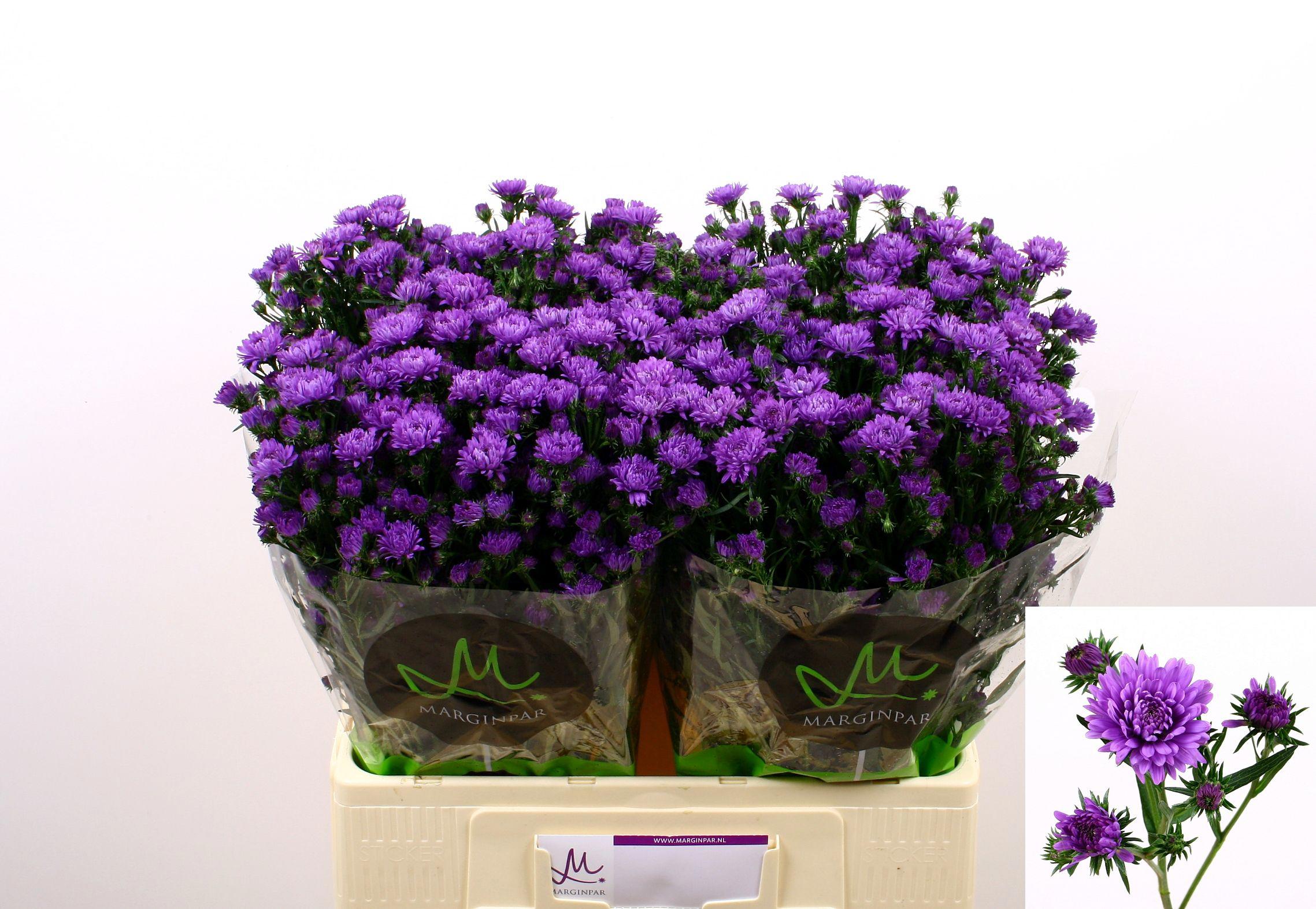 25x Aster astee dark milka 60cm