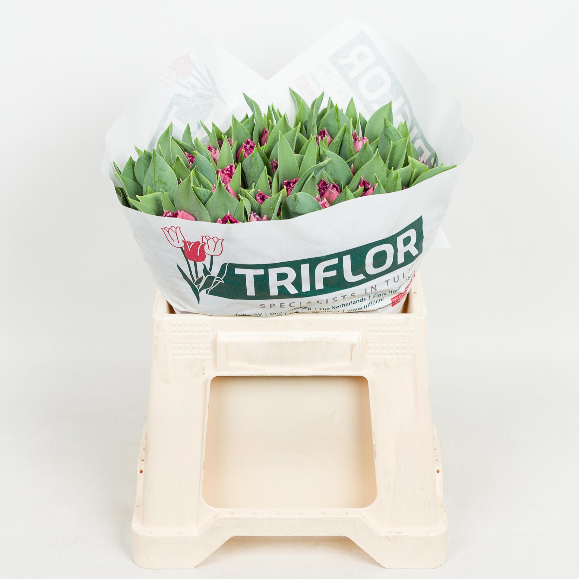 50x Tulipa mascotte gf 40cm