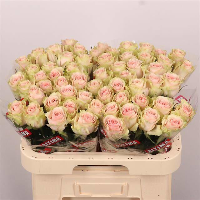 20x Rosa frutteto 60cm