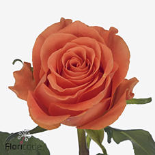 20x Rosa on fire 60cm