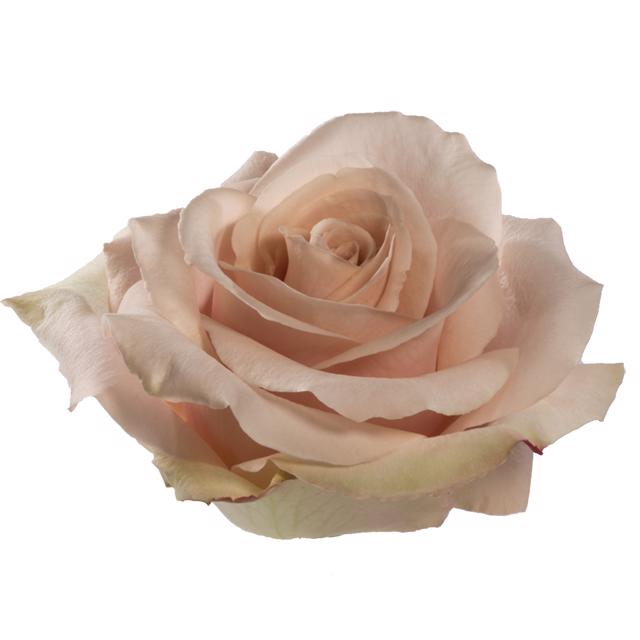 10x Rosa quicksand 50cm