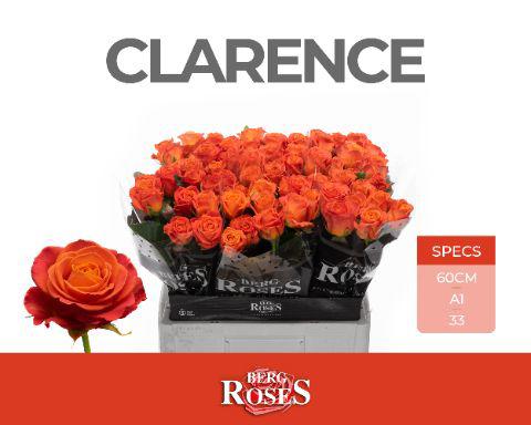10x Rosa clarence 60cm