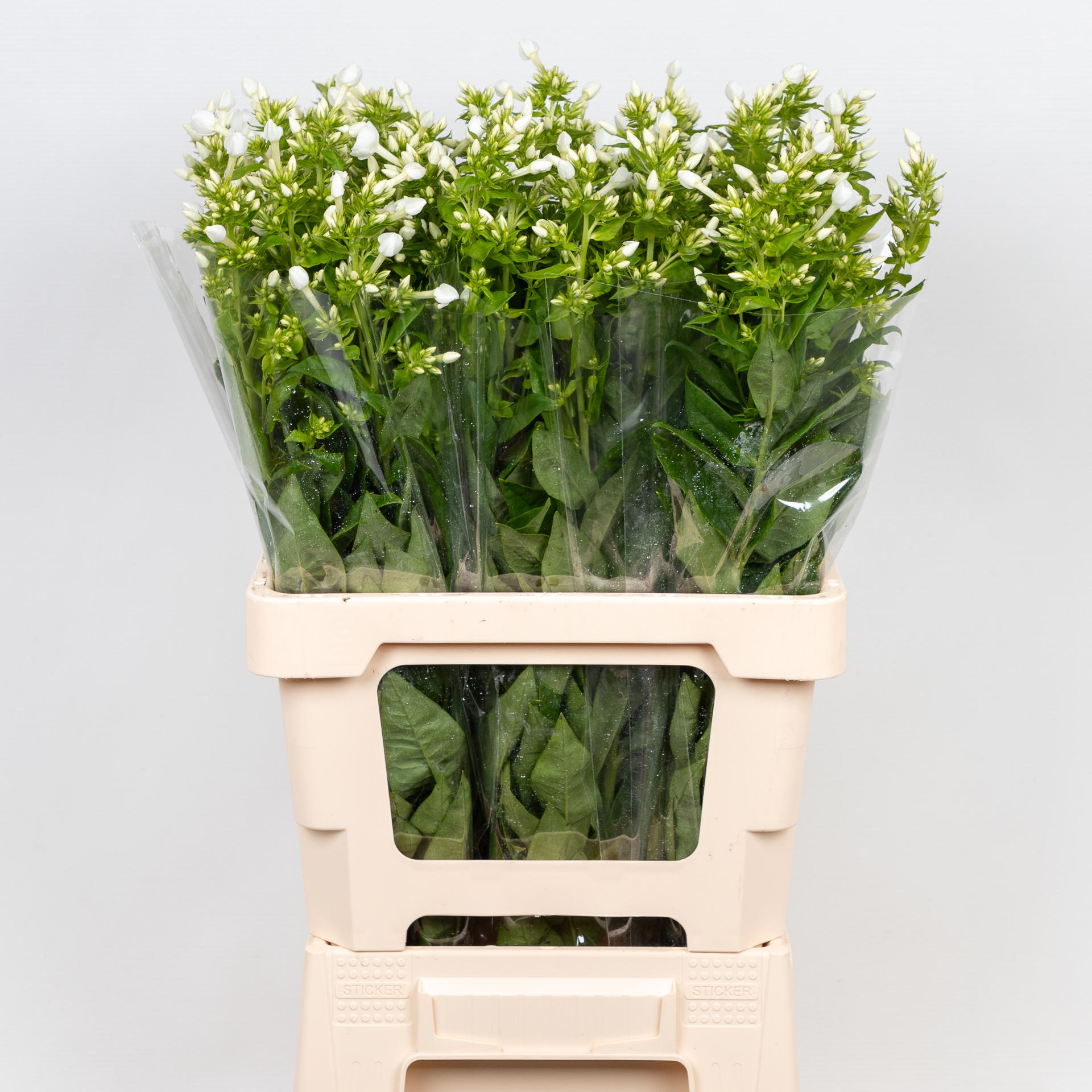 20x Phlox danielle 60cm
