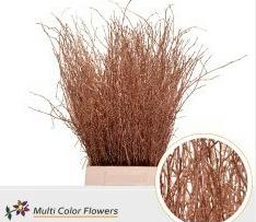 10x Tk betula koper 70cm