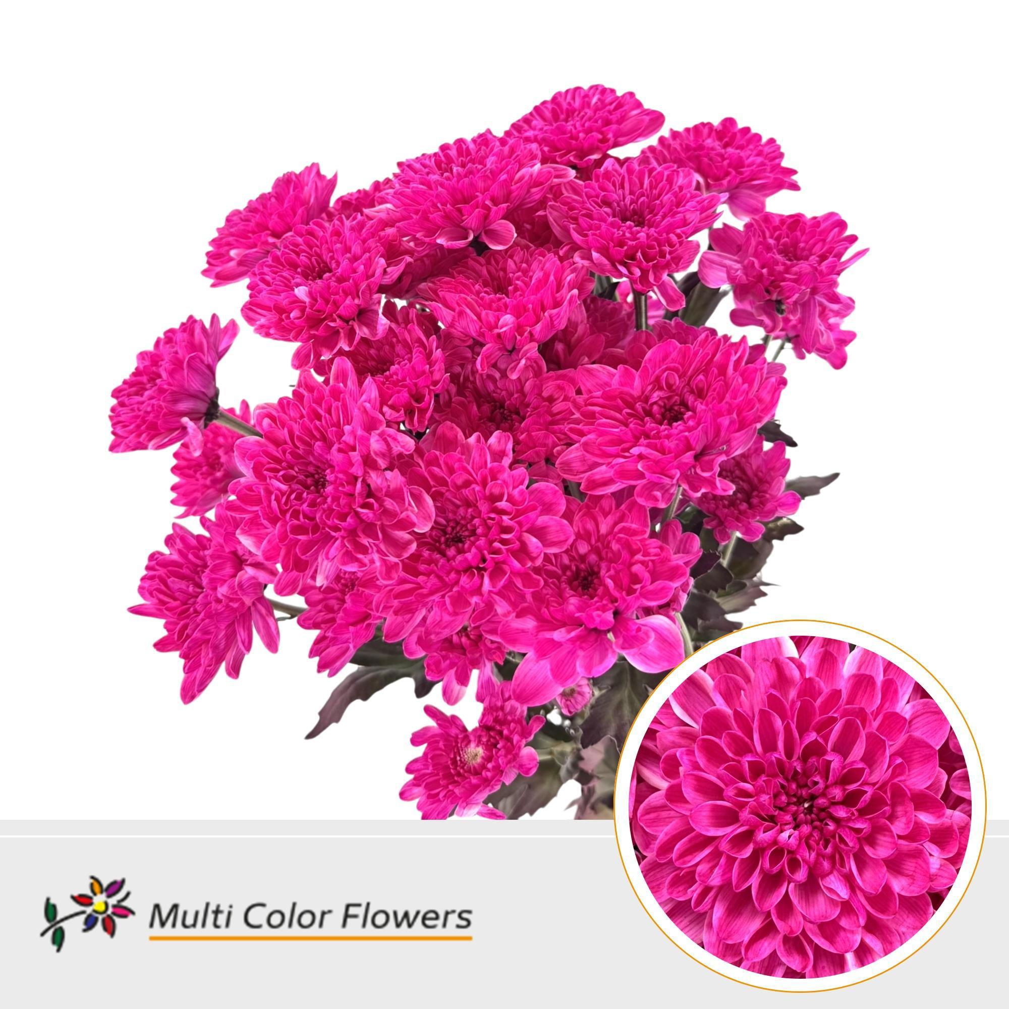 10x Chrysant altaj hot pink 60cm