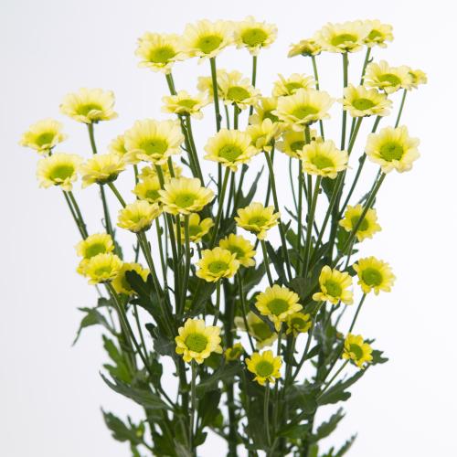 25x Chrysant san.madiba nyaka cream 50cm