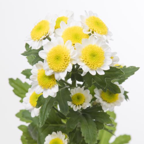 25x Chrysant san.sun up 50cm