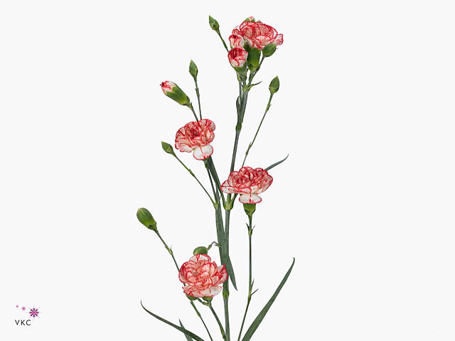 10x Dian.tr.number one 70cm