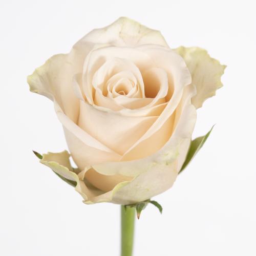 20x Rosa top fair! 40cm