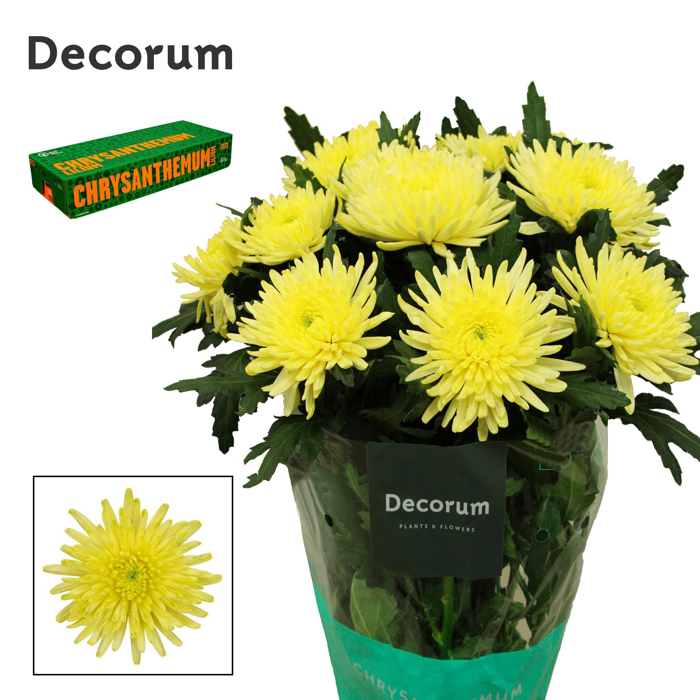 10x Chrysant topspin yellow 70cm