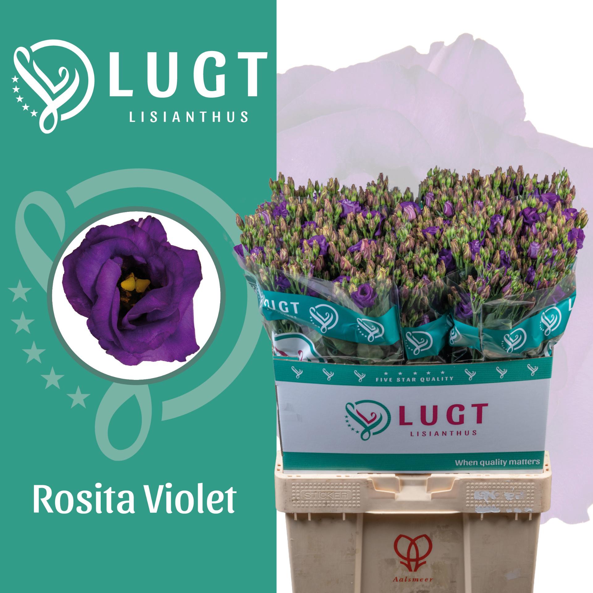 10x Eust.rosita violet du 70cm
