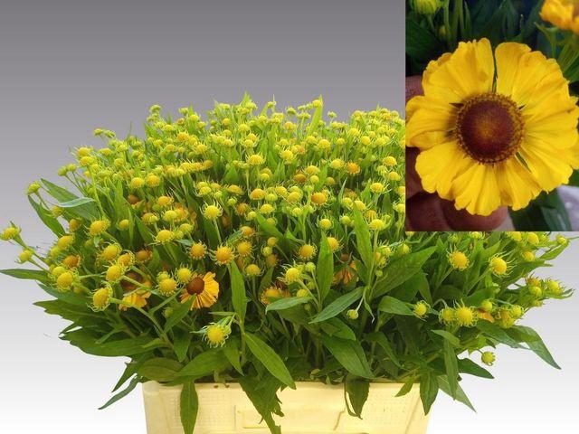 20x Helenium choco dip 60cm